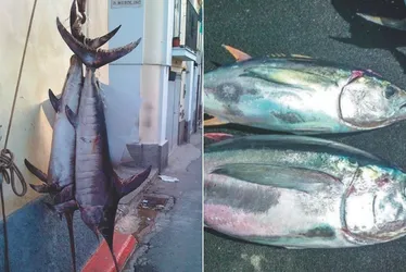 Imagem ilustrativa da imagem Mais de mil pescadores podem parar de trabalhar