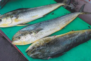 Imagem ilustrativa da imagem Mais de mil pescadores podem parar de trabalhar