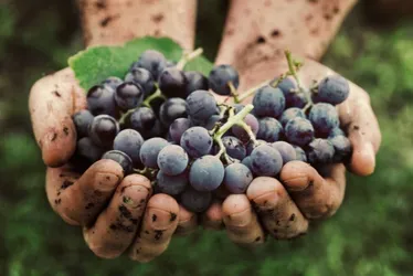 Imagem ilustrativa da imagem Safra agrícola de Pernambuco deve ter queda de 41,9% em 2025, aponta IBGE