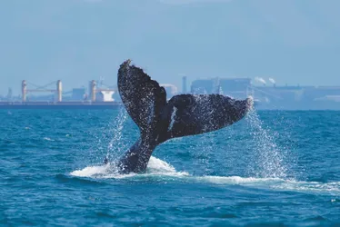 Imagem ilustrativa da imagem Tecnologia ajuda a evitar colisões entre navios e baleias no litoral capixaba