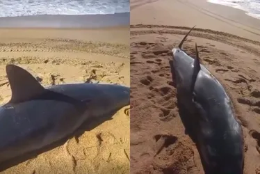 Imagem ilustrativa da imagem Tubarão morto é encontrado em praia no Sul do ES; Veja vídeo