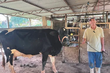 Imagem ilustrativa da imagem Luxo nas montanhas: vacas "milionárias" ganham destaque em concurso no ES