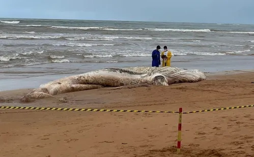 
          Imagem ilustrativa da imagem Baleia morta é encontrada em praia da Serra
          