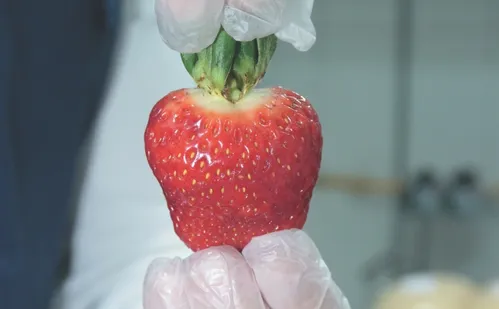 
          Imagem ilustrativa da imagem Corrida pelo morango do amor, doce que viralizou na internet
          