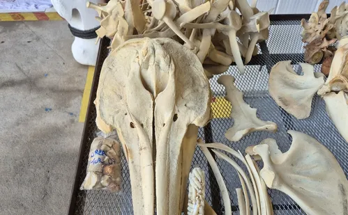 
          Imagem ilustrativa da imagem ES pode receber "aquário gigante" no modelo do AquaRio
          