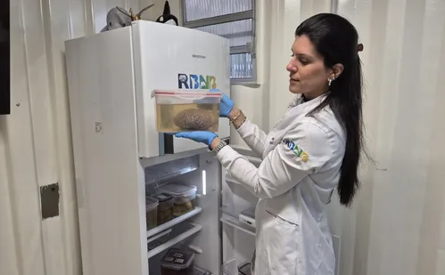 
          Imagem ilustrativa da imagem ES pode receber "aquário gigante" no modelo do AquaRio
          