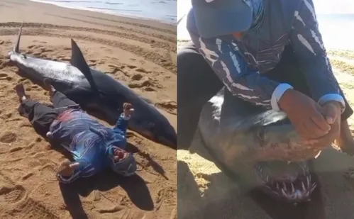 
          Imagem ilustrativa da imagem Especialistas explicam chance de tubarão no ES
          