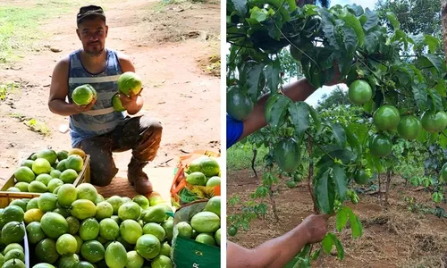 
          Imagem ilustrativa da imagem Galinhas, licores e cisternas: uma brecha no tempo que sustenta vidas no Cabo
          