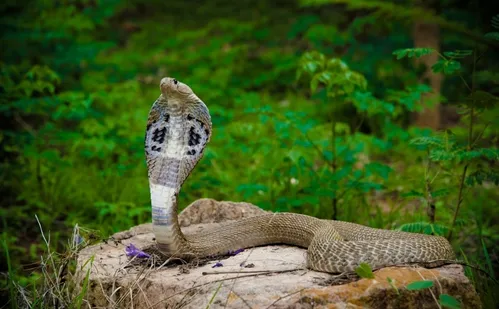 
          Imagem ilustrativa da imagem Menino de dois anos morde e mata cobra venenosa após ser atacado em casa
          