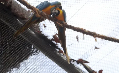 
          Imagem ilustrativa da imagem Morte de mais quatro aves fecha ao público zoológico do Rio
          