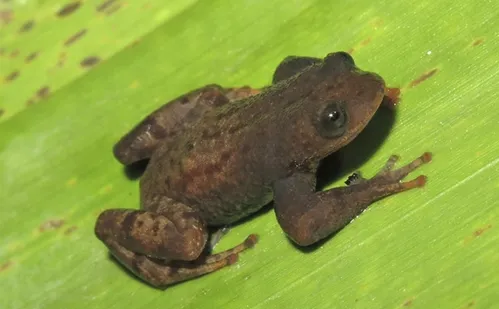 
          Imagem ilustrativa da imagem Nova espécie de rã é descoberta no Estado
          