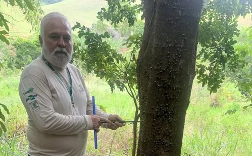 
          Imagem ilustrativa da imagem Pau-Brasil produzido de forma legalizada no ES é usado para violinos e violões
          