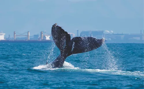 
          Imagem ilustrativa da imagem Tecnologia ajuda a evitar colisões entre navios e baleias no litoral capixaba
          