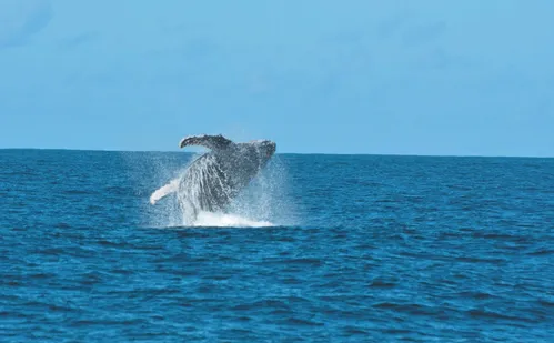 
          Imagem ilustrativa da imagem Tecnologia ajuda a evitar colisões entre navios e baleias no litoral capixaba
          