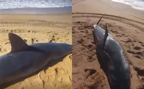 
          Imagem ilustrativa da imagem Tubarão morto é encontrado em praia no Sul do ES; Veja vídeo
          