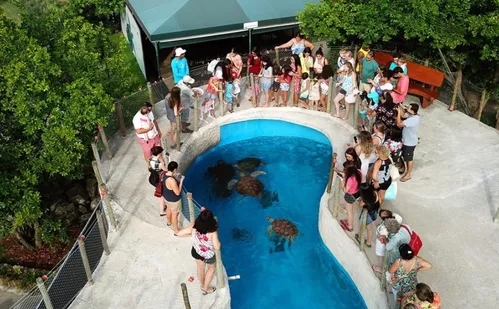 
          Imagem ilustrativa da imagem Vitória: Museu das Tartarugas passa por reforma com atrações mais interativas
          