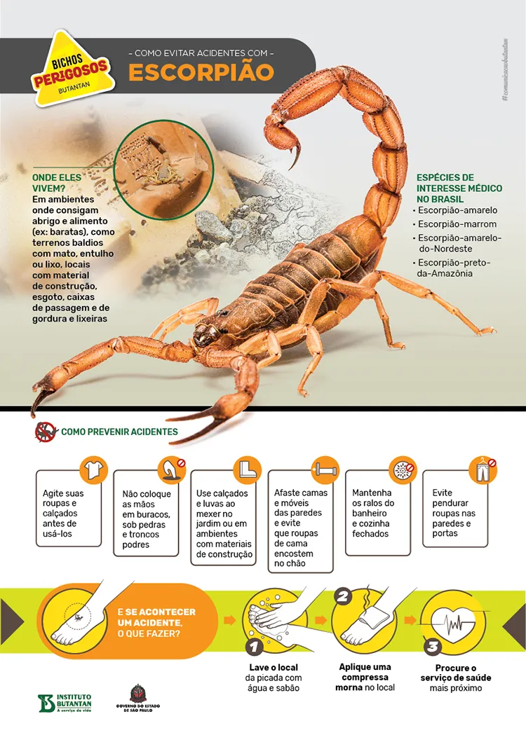Imagem ilustrativa da imagem Agosto e setembro são os meses com mais ataques de escorpião. Veja como se prevenir