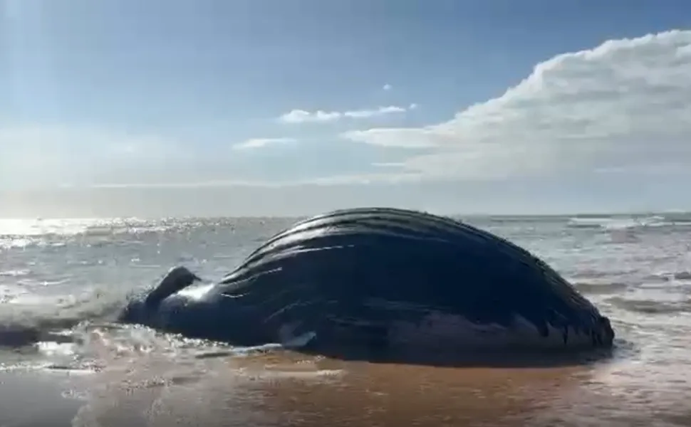 Imagem ilustrativa da imagem Baleia Jubarte é encontrada morta e encalhada em praia da Serra; veja vídeo