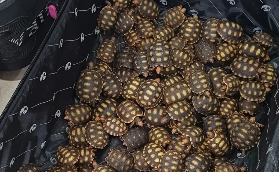 Imagem ilustrativa da imagem Homem é preso com 600 filhotes de jabuti dentro de malas no RJ