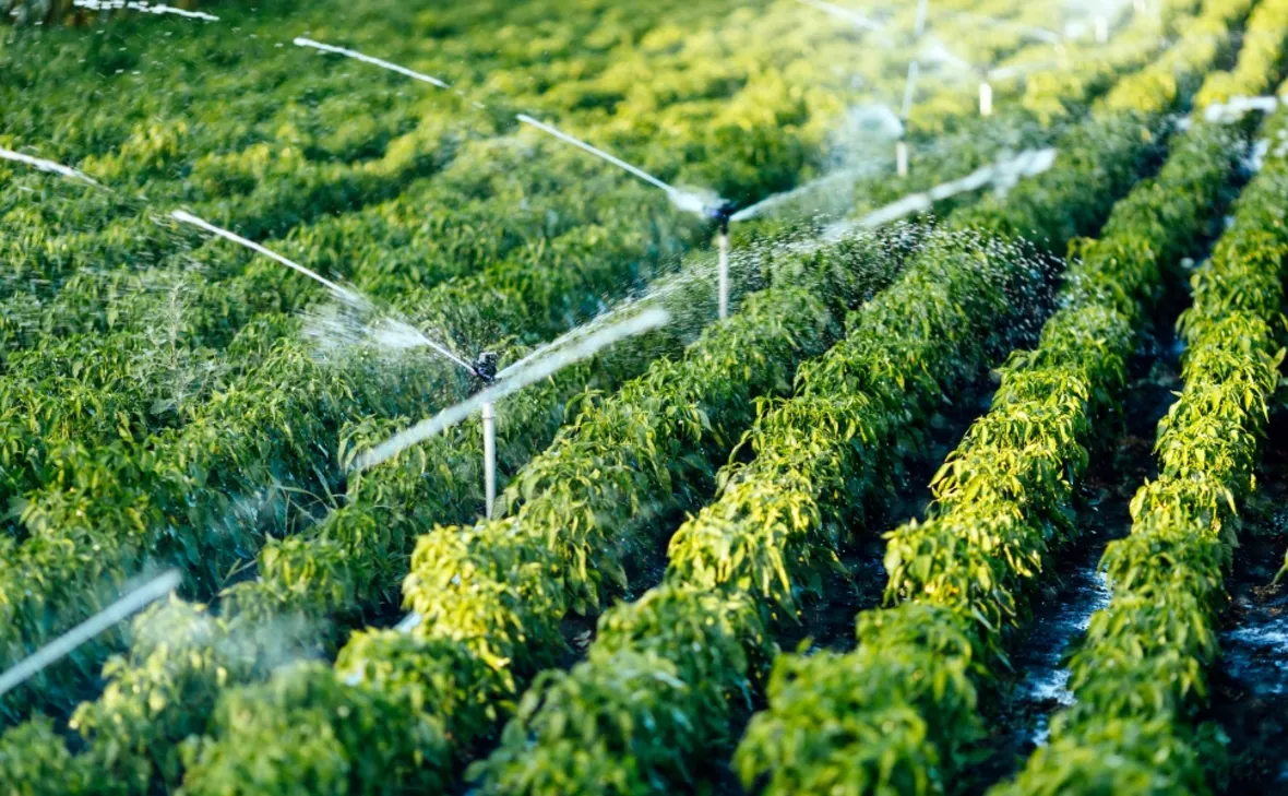 Imagem ilustrativa da imagem Irrigação coloca produtor no rumo do agronegócio