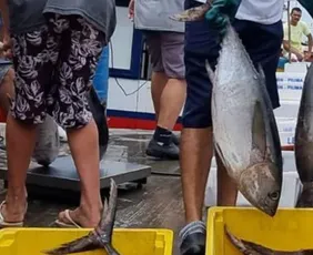Imagem ilustrativa da imagem Capital do Atum, Itapemirim busca mercados no México e Índia para venda de pescado