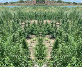 Imagem ilustrativa da imagem Polícia Militar destrói grande plantação de maconha no Sertão de PE