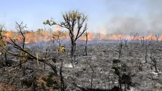 Imagem ilustrativa da imagem Bombeiros alertam para temporada crítica de queimadas em PE