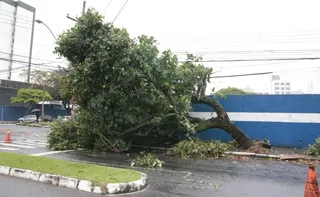 Imagem ilustrativa da imagem Chuva e vento provocam queda de árvore em Vitória; veja fotos