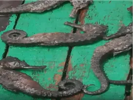 Imagem ilustrativa da imagem Morte de animais marinhos em Suape levanta alerta sobre impactos de nova dragagem
