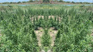 Imagem ilustrativa da imagem Polícia Militar destrói grande plantação de maconha no Sertão de PE