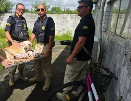 Imagem ilustrativa da imagem Policiais Rodoviários Federais resgatam cadela abandonada no Recife