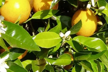 Imagem ilustrativa da imagem A Califórnia brasileira que floresce no Vale do São Francisco