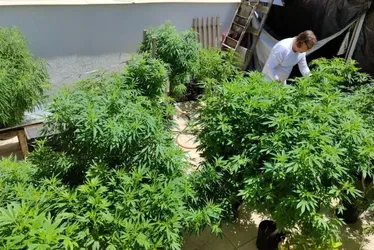 Imagem ilustrativa da imagem AGU pede mais tempo para regular uso da cannabis medicinal