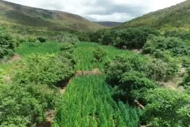 Imagem ilustrativa da imagem Advogado é preso em Salvador suspeito de ser dono de fazenda de maconha