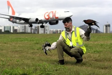 Imagem ilustrativa da imagem Aeroporto de Vitória recebe prêmio internacional por projeto de proteção às aves