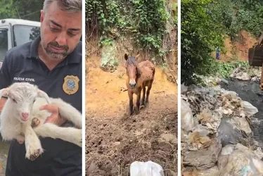 Imagem ilustrativa da imagem Animais são resgatados em terreno com lixo e esgoto acumulados em Cariacica