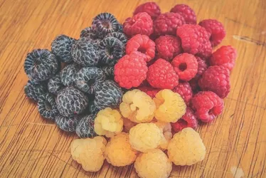 Imagem ilustrativa da imagem Aposentados ganham a vida com o cultivo de frutas vermelhas no ES