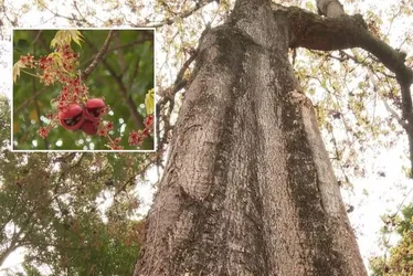Imagem ilustrativa da imagem “Árvore fedorenta” chama atenção no Sul do ES
