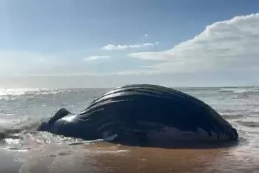 Imagem ilustrativa da imagem Baleia Jubarte é encontrada morta e encalhada em praia da Serra; veja vídeo