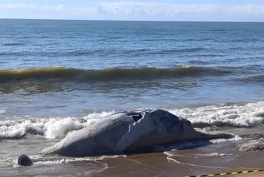 Imagem ilustrativa da imagem Baleia-jubarte é encontrada morta em praia no Sul do ES