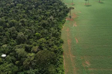 Imagem ilustrativa da imagem Brasil perdeu 111,7 milhões de hectares de áreas naturais em 40 anos