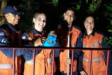 Imagem ilustrativa da imagem Cachorrinha com 20 dias de vida é resgatada pelos bombeiros em tubulação na Serra