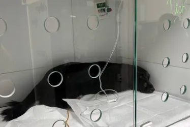 Imagem ilustrativa da imagem Cachorro é encontrado com vida após 35 horas soterrado, em Olinda