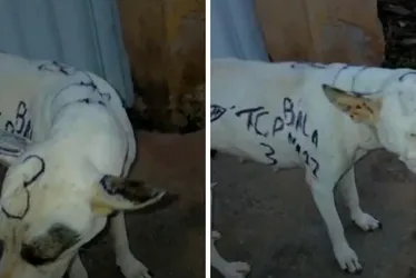 Imagem ilustrativa da imagem Cachorro é pichado por facção criminosa no ES