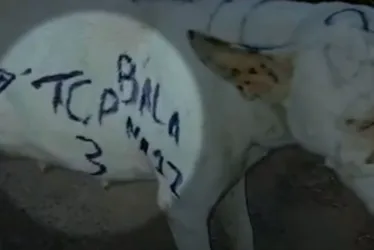 Imagem ilustrativa da imagem Cachorro é pichado por facção criminosa no ES