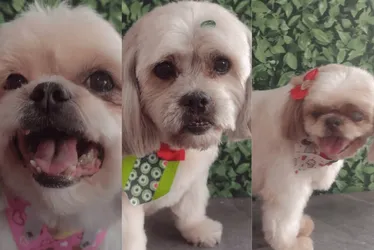 Imagem ilustrativa da imagem Cachorros morrem após ficarem 1 hora e meia presos em carro de pet shop