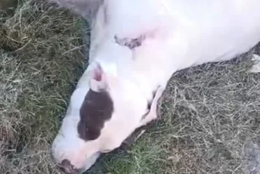 Imagem ilustrativa da imagem Cadela da raça pitbull é baleada em Cariacica
