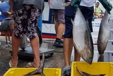Imagem ilustrativa da imagem Capital do Atum, Itapemirim busca mercados no México e Índia para venda de pescado