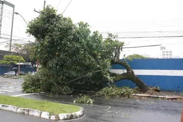 Imagem ilustrativa da imagem Chuva e vento provocam queda de árvore em Vitória; veja fotos