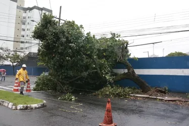 Imagem ilustrativa da imagem Chuva e vento provocam queda de árvore em Vitória; veja fotos